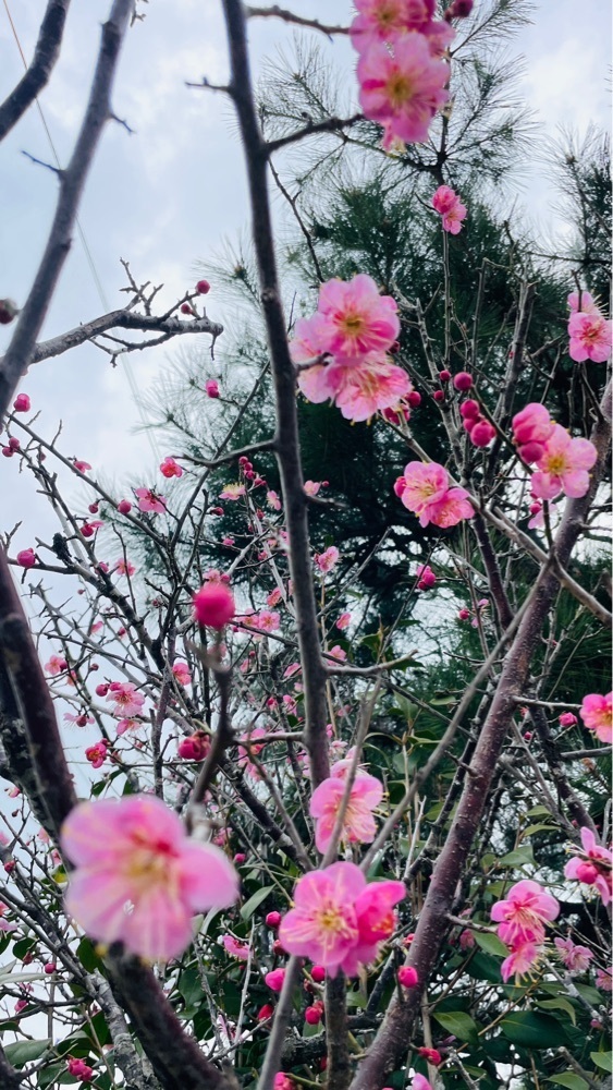 みぃさんが投稿したコハルビ珈琲に関する口コミの画像