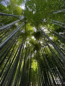 休耕庵 竹の庭の茶席（きゅうこうあん）