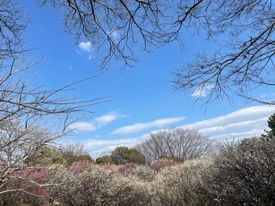 越谷梅林公園