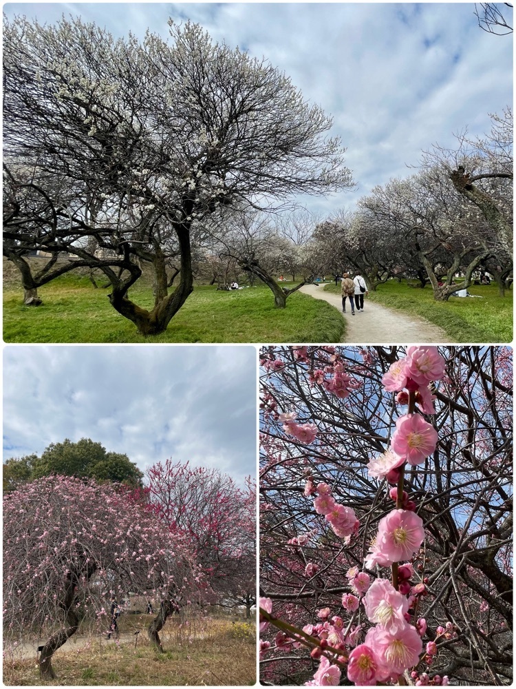 ❁⃘*.ﾟ·͜·♡さんが投稿した越谷梅林公園に関する口コミの画像