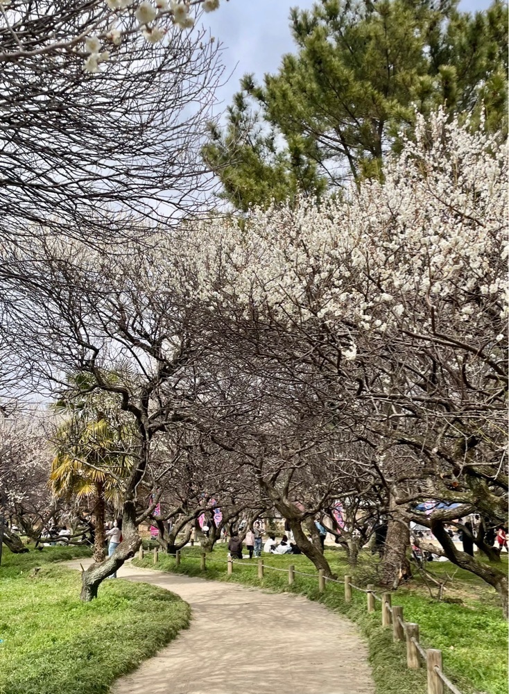 ❁⃘*.ﾟ·͜·♡さんが投稿した越谷梅林公園に関する口コミの画像