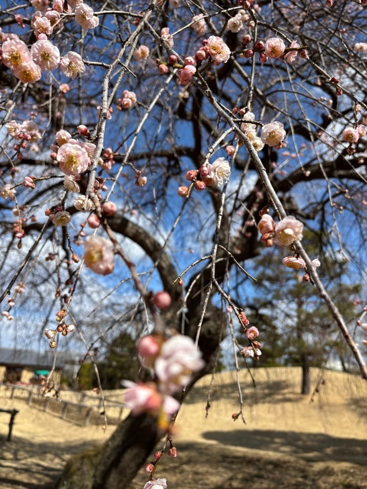 それなはとけさんが投稿した凌雲亭に関する口コミの画像