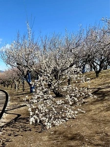 桐生市南公園の梅