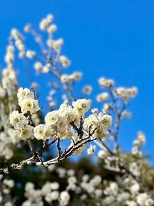 桐生市南公園の梅