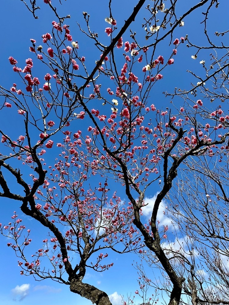 からっ風②さんが投稿した桐生市南公園の梅に関する口コミの画像