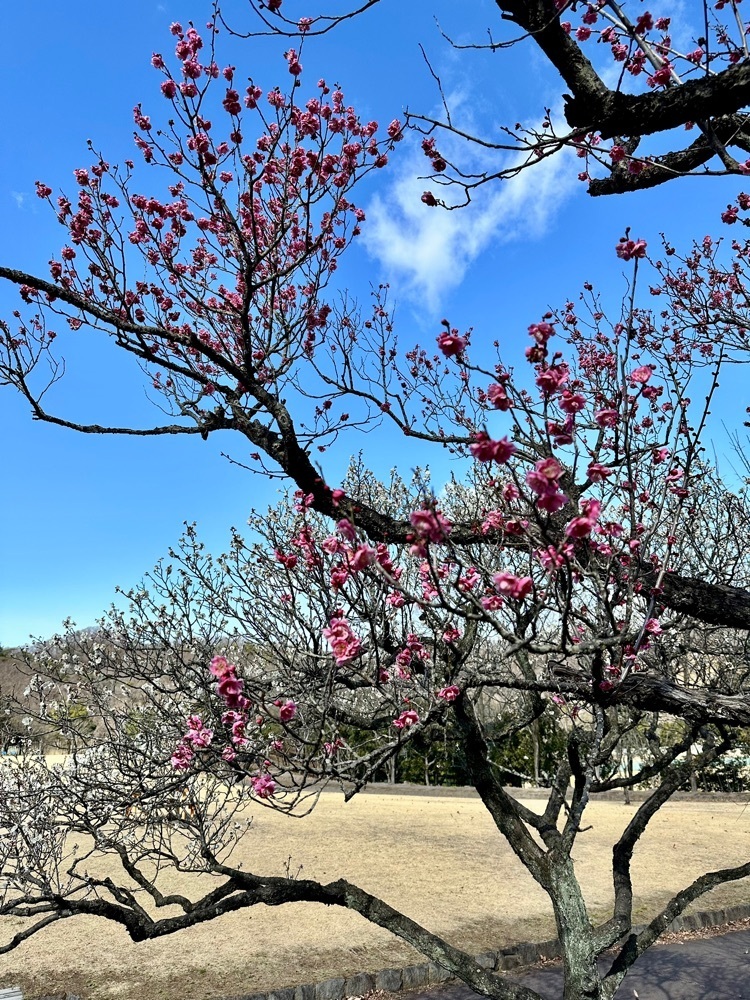からっ風②さんが投稿した桐生市南公園の梅に関する口コミの画像