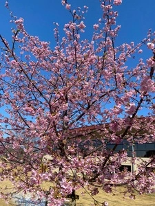 ドトール パークカフェ 柏の葉公園店