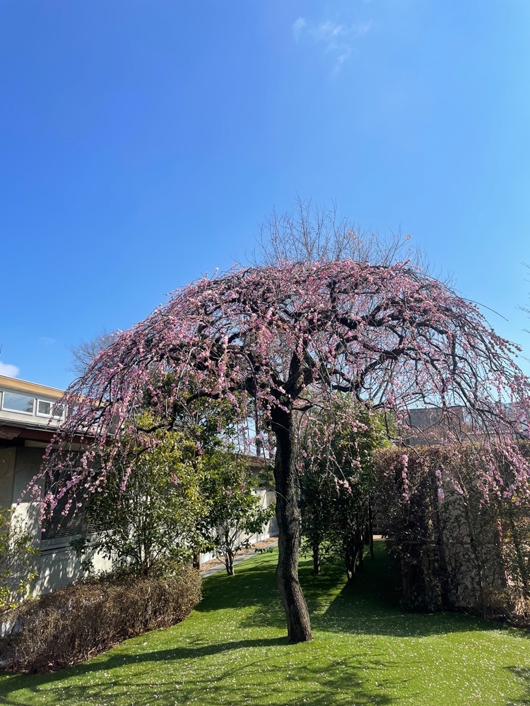 powerful_gift_4f3aさんが投稿した清水公園フィールドアスレチックに関する口コミの画像