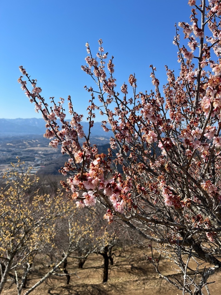 Renさんが投稿した宝登山山頂駅に関する口コミの画像