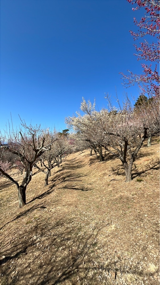 Renさんが投稿した宝登山山頂駅に関する口コミの画像