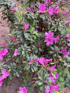 南乃畑 エナジック具志川ゴルフクラブ店 3枚目