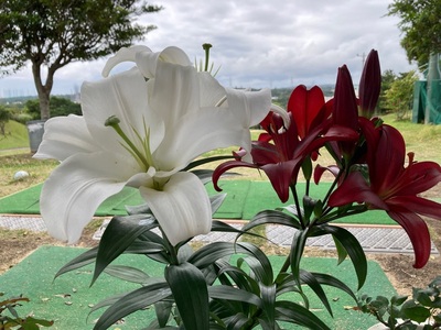 南乃畑 エナジック具志川ゴルフクラブ店 5枚目