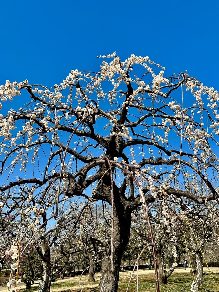 からっ風②さんが投稿した千波公園に関する口コミの画像