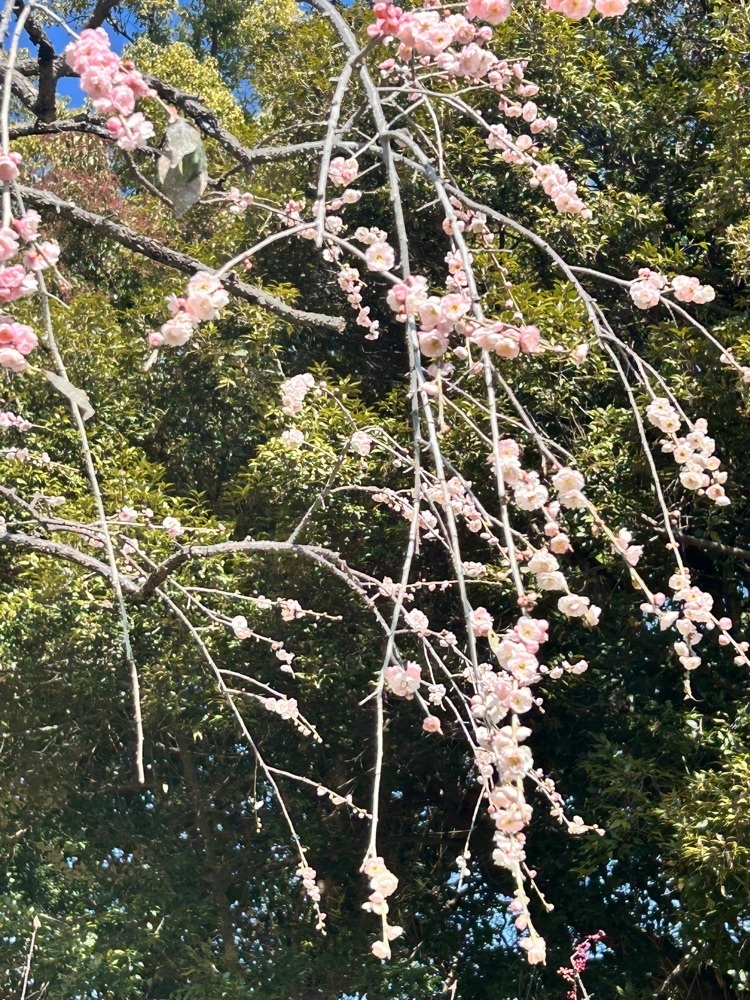 beautiful_garden_e784さんが投稿した道明寺天満宮に関する口コミの画像