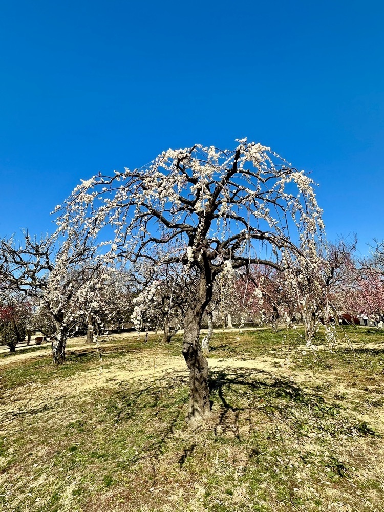 からっ風②さんが投稿した千波公園に関する口コミの画像