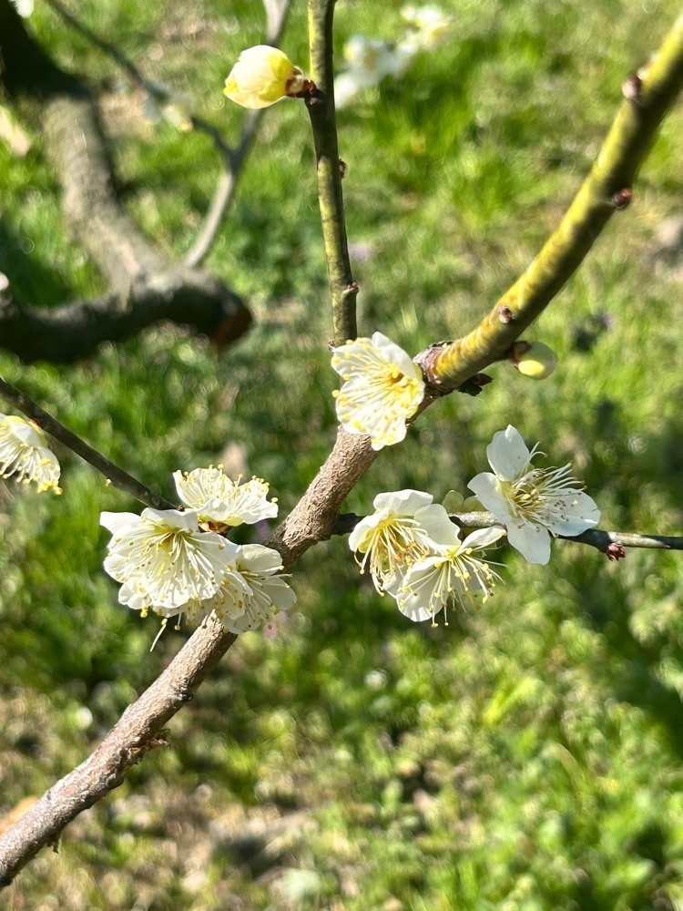 beautiful_garden_e784さんが投稿した道明寺天満宮に関する口コミの画像
