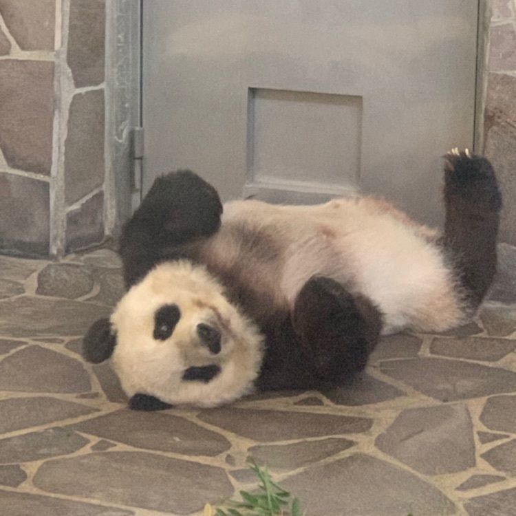 よし君5963さんが投稿した神戸市立王子動物園 パンダプラザに関する口コミの画像