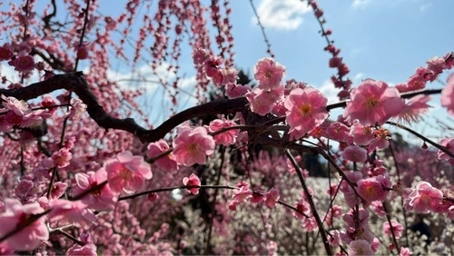 広田梅林ふれあい公園