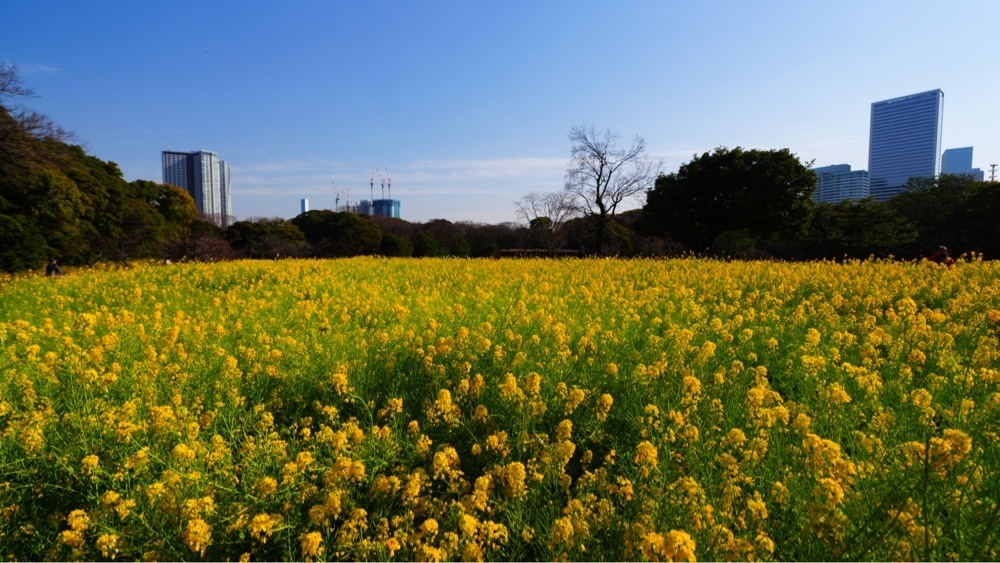 jamesさんが投稿した三百年の松（浜離宮恩賜庭園）に関する口コミの画像