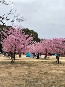 ドトール パークカフェ 柏の葉公園店