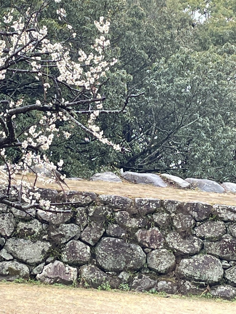 Danjouさんが投稿した松坂城跡（松阪公園）の藤に関する口コミの画像