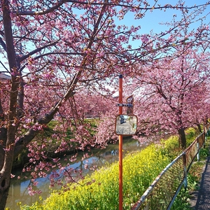 青毛堀川の河津桜