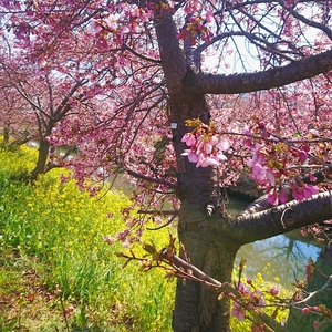 青毛堀川の河津桜