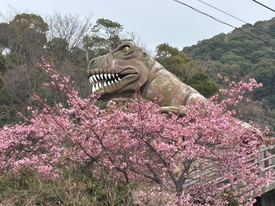 笠戸島／河津桜