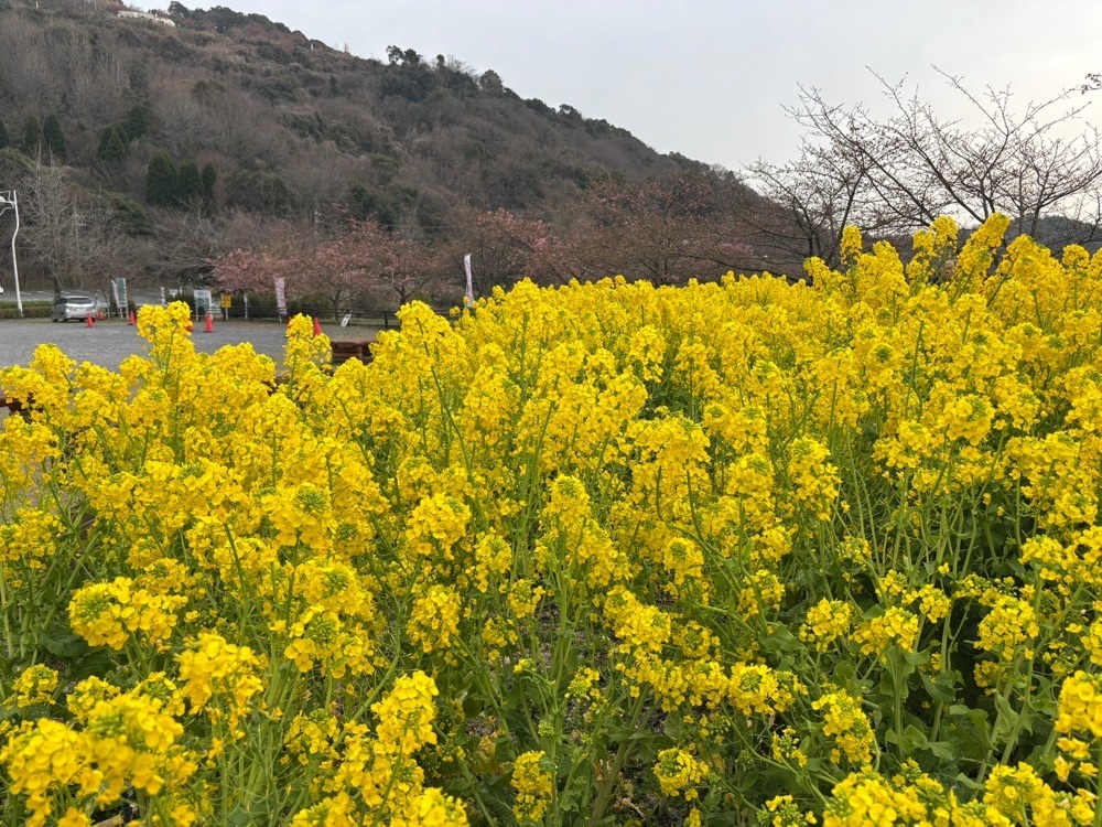 みーなさんが投稿した笠戸島／河津桜に関する口コミの画像
