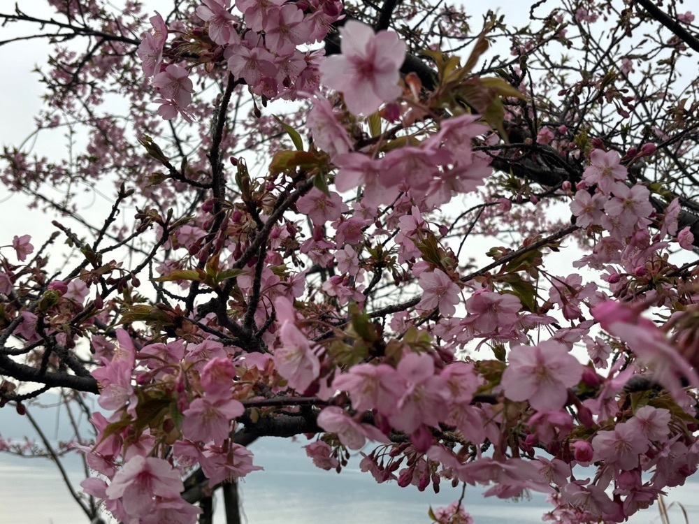 みーなさんが投稿した笠戸島／河津桜に関する口コミの画像