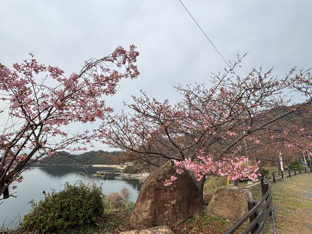 みーなさんが投稿した笠戸島／河津桜に関する口コミの画像