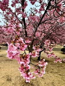 百菜館