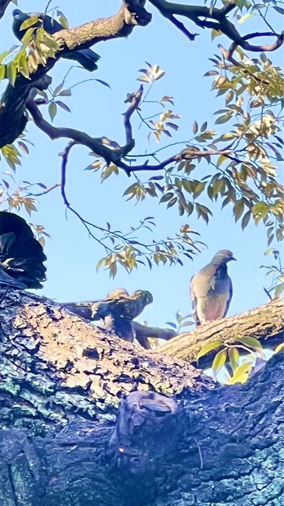 miiさんが投稿した深川公園に関する口コミの画像