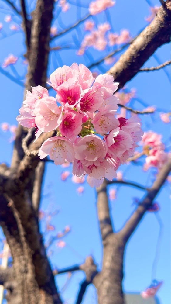 miiさんが投稿した深川公園に関する口コミの画像