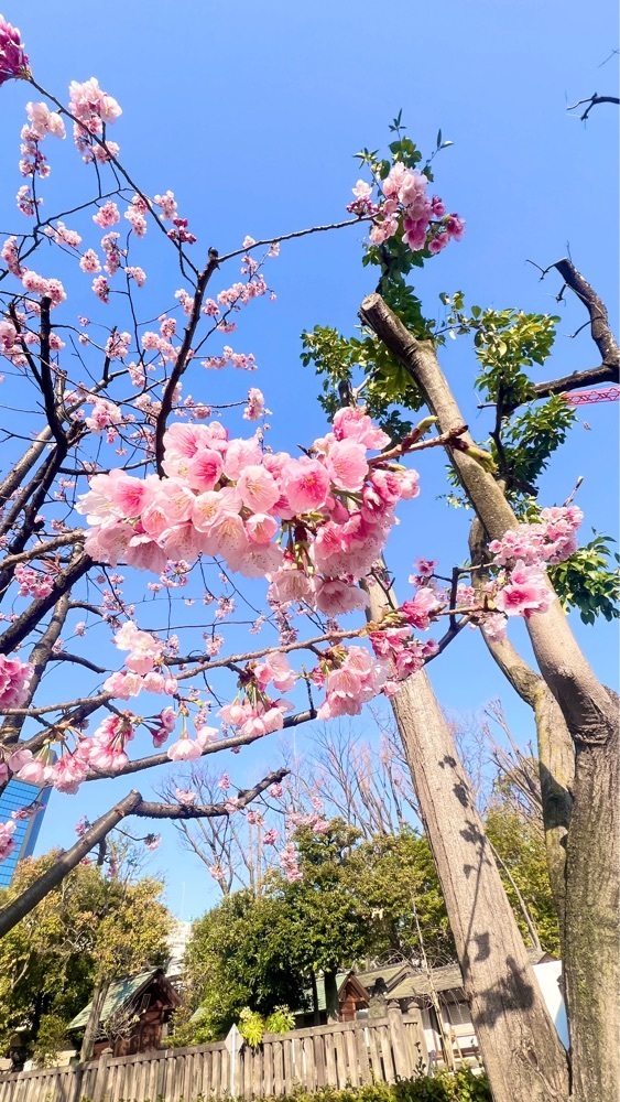 miiさんが投稿した深川公園に関する口コミの画像