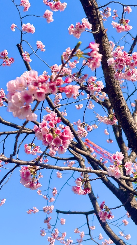miiさんが投稿した深川公園に関する口コミの画像