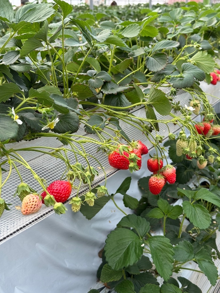 P-sanさんが投稿したいちごとお花畑　志村農園に関する口コミの画像