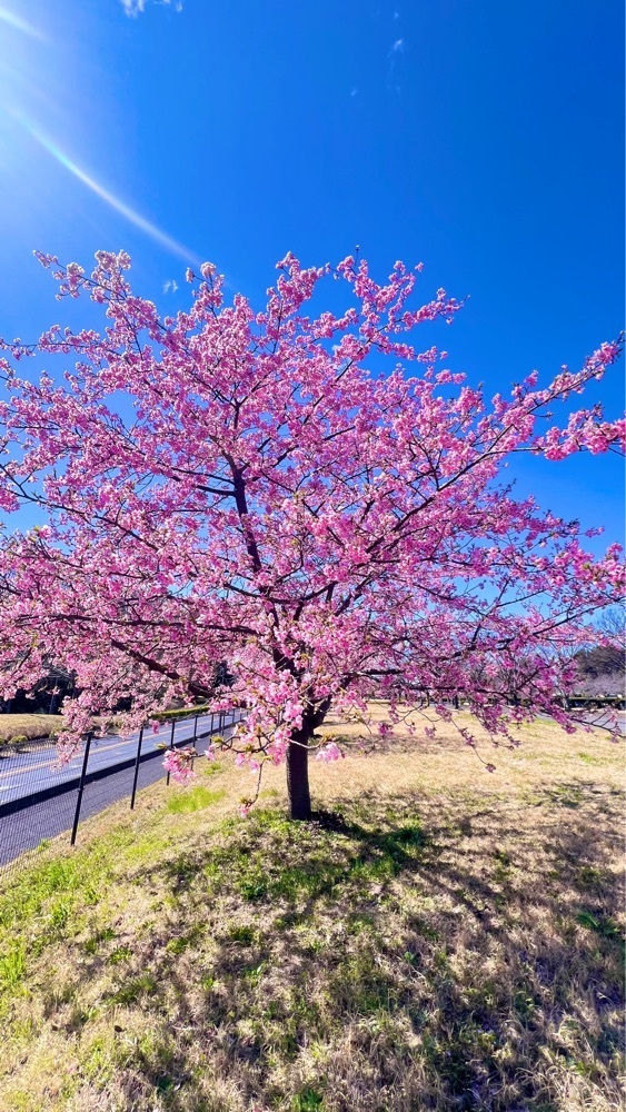 miiさんが投稿したさいたま市 思い出の里市営霊園に関する口コミの画像