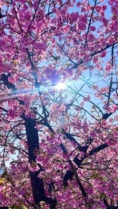 青毛堀川の河津桜