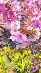 青毛堀川の河津桜