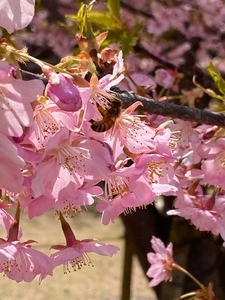 ドトール パークカフェ 柏の葉公園店