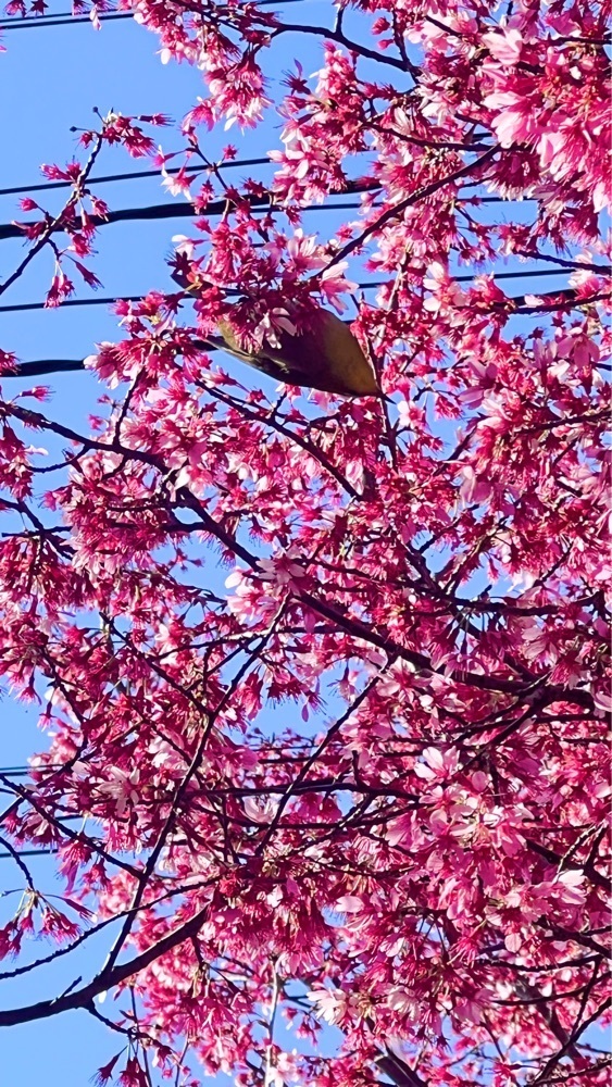 miiさんが投稿した寿福寺に関する口コミの画像