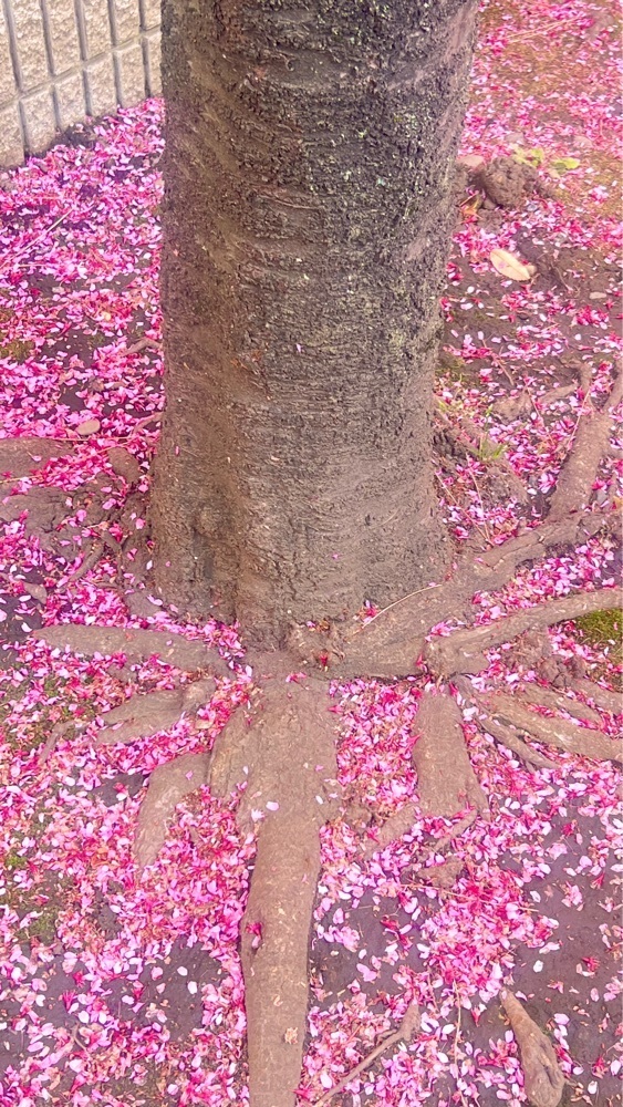 miiさんが投稿した寿福寺に関する口コミの画像