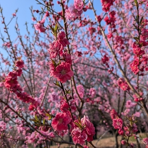古河総合公園のハナモモ