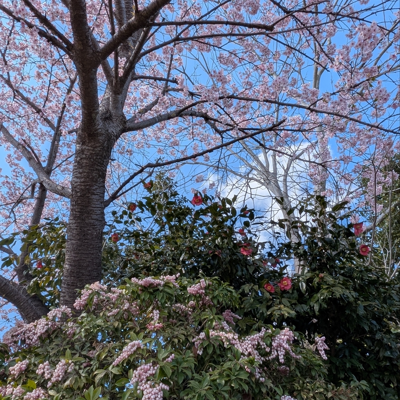 ぬっくさんが投稿したミニストップ 嬉野ふるさと会館前店に関する口コミの画像