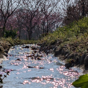 古河総合公園のハナモモ
