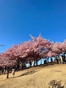 百菜館