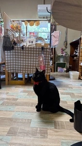 猫と過ごせる古民家カフェ そらまめの家