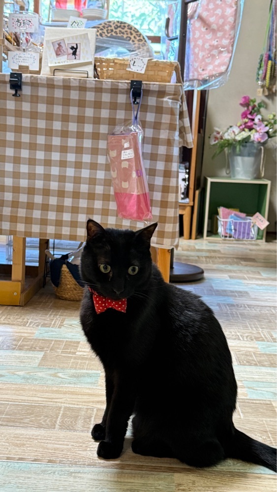 みぃさんが投稿した猫と過ごせる古民家カフェ そらまめの家に関する口コミの画像