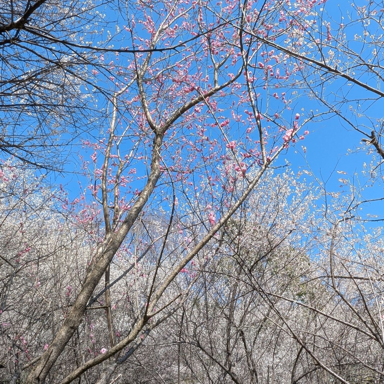 ぬっくさんが投稿した次の滝に関する口コミの画像
